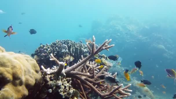 Coral reef and tropical fish. Leyte, Philippines. — Stock Video