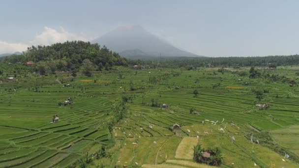 Terrazas de arroz y tierras agrícolas en indonesia — Vídeos de Stock