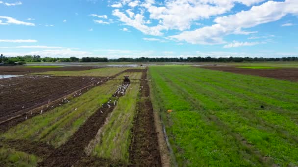 Traktor připravuje půdu k setí rýže. Zemědělské práce na Filipínách. — Stock video