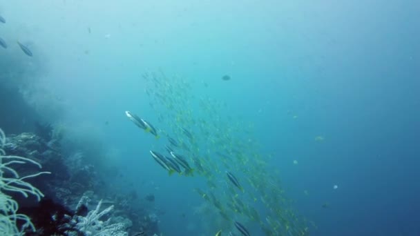 Arrecife de coral y peces tropicales. Leyte, Filipinas. — Vídeos de Stock