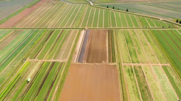 Zemědělská půda se zelenými plodinami shora — Stock video