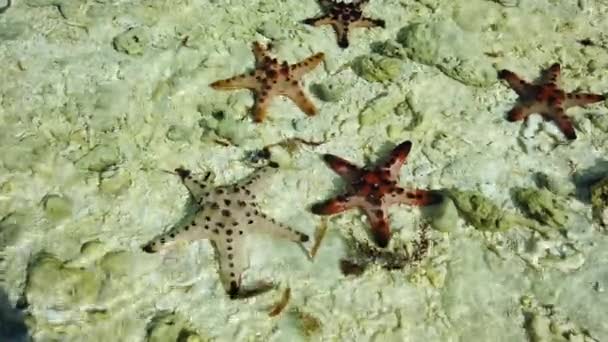 Морские звезды на тропическом пляже. — стоковое видео