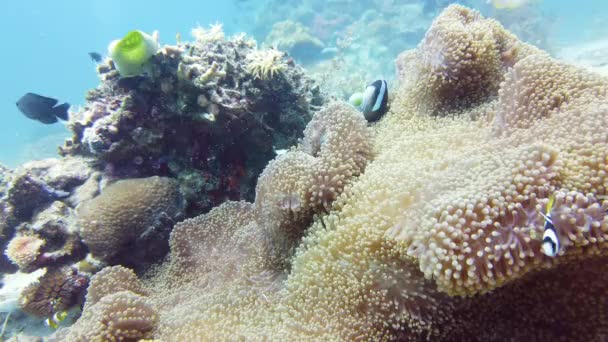 Seeanemone und Clownfische. — Stockvideo