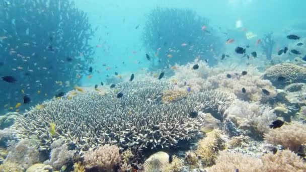 Koraalrif en tropische vissen onder water. Leyte, Filipijnen. — Stockvideo