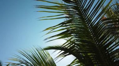 Mavi gökyüzüne karşı palmiye ağaçları.