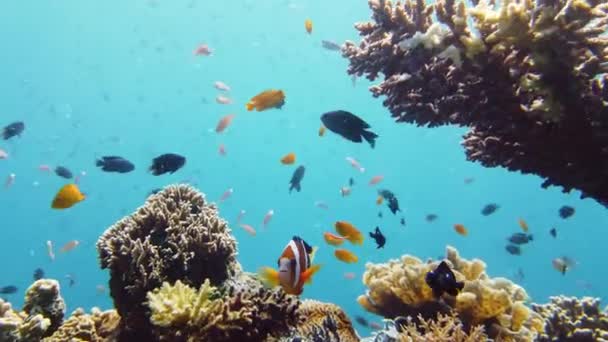 Coral reef with fish underwater. Leyte, Philippines. — Stock Video