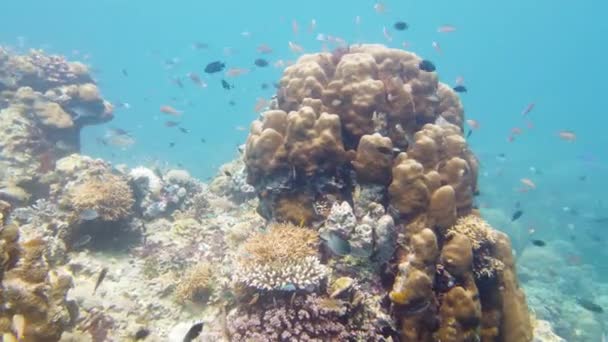 Suyun altında balıklı mercan kayalıkları. Leyte, Filipinler. — Stok video