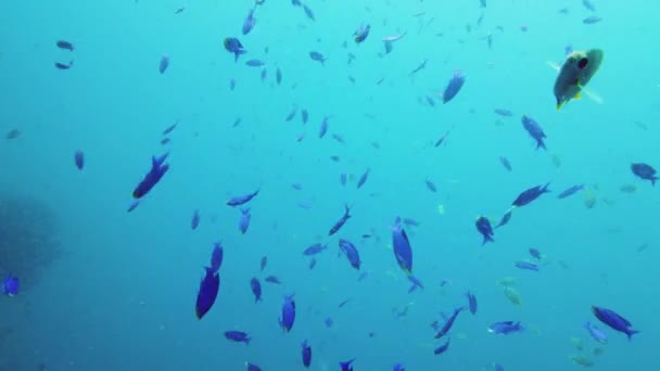 Тропические рыбы в голубом океане. Лейте, Филиппины. — стоковое видео