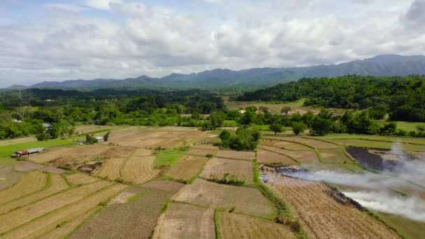 Gli agricoltori bruciano paglia per arare le risaie. Paesaggio con campi agricoli, vista dall'alto. Luzon, Filippine . — Video Stock