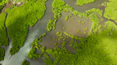 Mangrove ormanının ve nehrin havadan görünüşü.