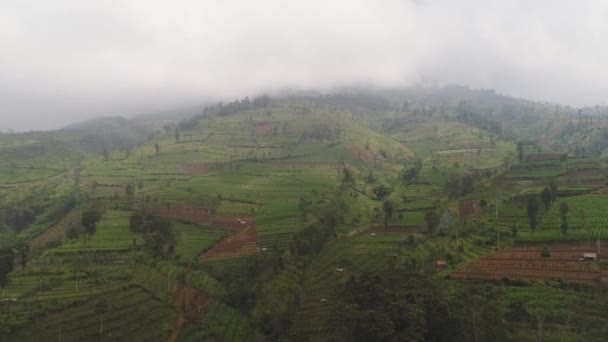 Paisaje tropical con tierras de cultivo en las montañas — Vídeos de Stock