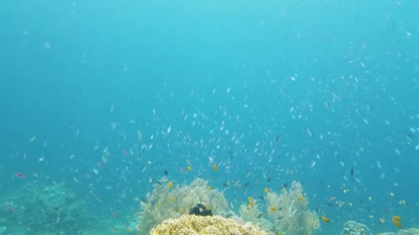 Arrecife de coral con peces bajo el agua. Leyte, Filipinas. — Vídeo de stock