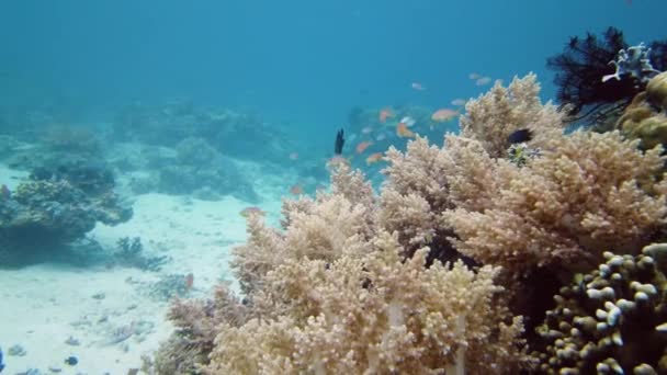 Recifes de corais e peixes tropicais subaquáticos. Leyte, Filipinas. — Vídeo de Stock