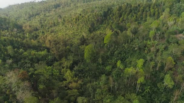 paysage tropical forêt tropicale et montagnes