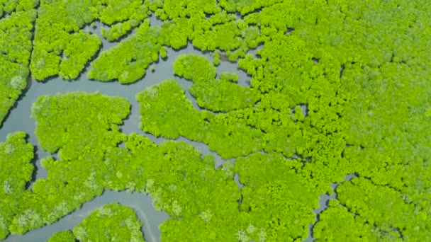 Luchtfoto van Mangrove bos en rivier. — Stockvideo