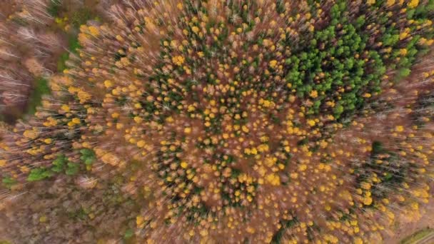 Vue aérienne de drone de forêt d'automne. Forêt de feuillus à l'automne . — Video