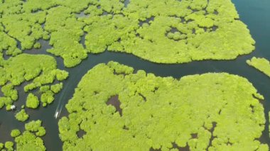 Mangrove ormanının ve nehrin havadan görünüşü.