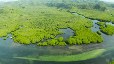 Mangrove ormanının ve nehrin havadan görünüşü.