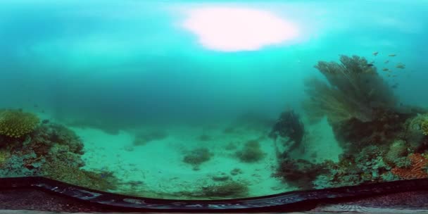 Коралловый риф и тропическая рыба 360 VR. Лейте, Филиппины. — стоковое видео
