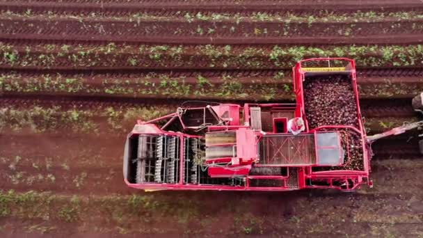 Aerial view of harvesting sugar beets — Stock Video