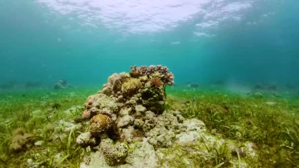 Korallenriffe und tropische Fische unter Wasser. Camiguin, Philippinen — Stockvideo