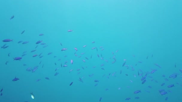 Peixes tropicais no oceano azul. Leyte, Filipinas. — Vídeo de Stock