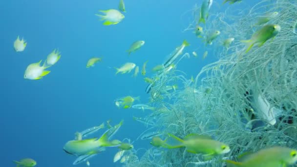 Peixes tropicais no oceano azul. Leyte, Filipinas. — Vídeo de Stock