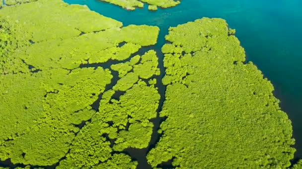 Vue aérienne de la forêt de mangroves et de la rivière. — Video