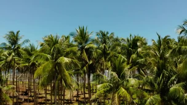 Tropical beach with palm trees, aerial view. — Stock Video