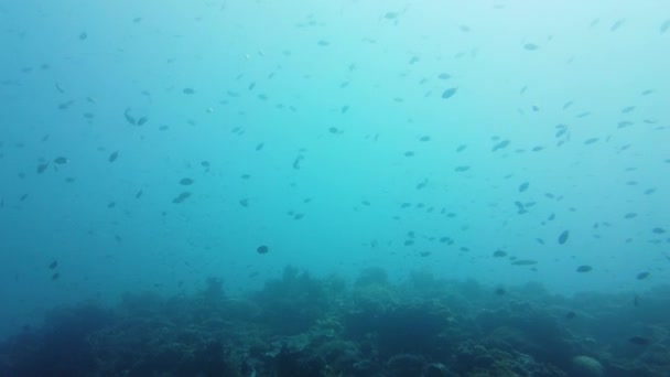 Tropische Fische im blauen Ozean. Leyte, Philippinen. — Stockvideo