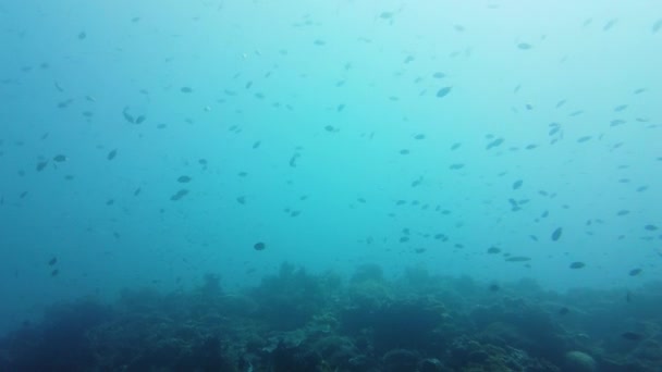 Poissons tropicaux dans l'océan bleu. Leyte, Philippines. — Video