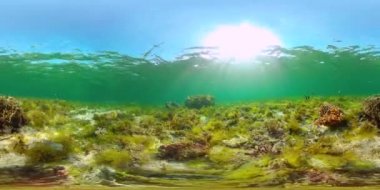 Mercan resifi ve tropikal balıklar suyun altında 360VR. Panglao, Filipinler.