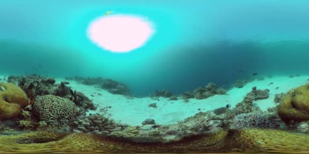 Recifes de corais e peixes tropicais 360VR. Panglao, Filipinas — Vídeo de Stock