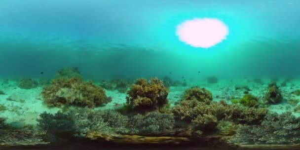 Arrecife de coral con peces bajo el agua 360VR. Panglao, Filipinas — Vídeos de Stock