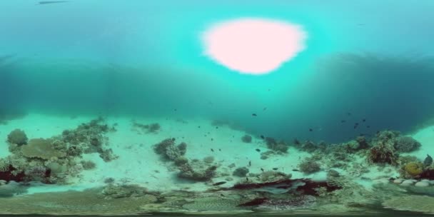 Коралловый риф с рыбой под водой 360VR. Камиген, Филиппины — стоковое видео