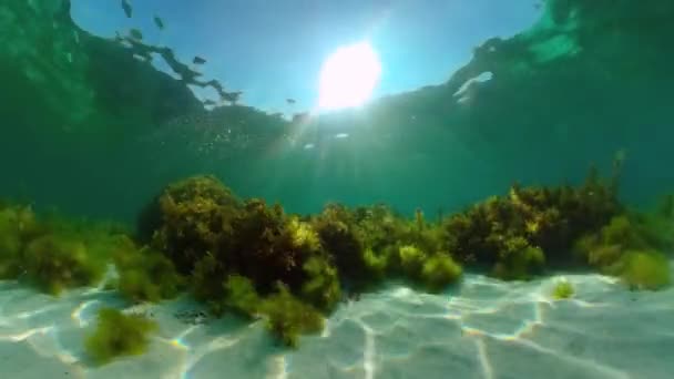 Rafa koralowa i tropikalne ryby. Panglao, Filipiny. — Wideo stockowe