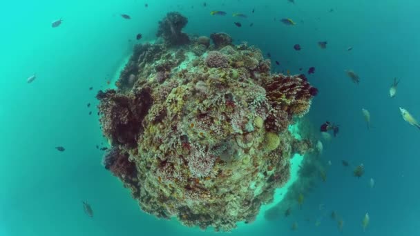 Arrecife de coral y peces tropicales bajo el agua. Bohol, Panglao, Filipinas. — Vídeos de Stock