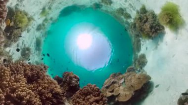 Mercan kayalıkları ve tropikal balıklar. Panglao, Filipinler.