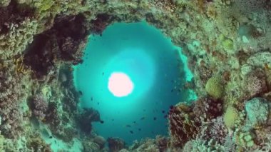 Mercan resiflerinin sualtı dünyası. Panglao, Filipinler.