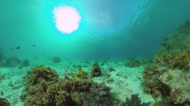 Récif corallien et poissons tropicaux sous-marins. Bohol, Panglao, Philippines. — Video