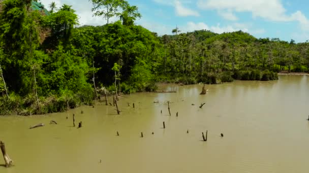 Marshland in het regenwoud. Siargao, Filipijnen. — Stockvideo