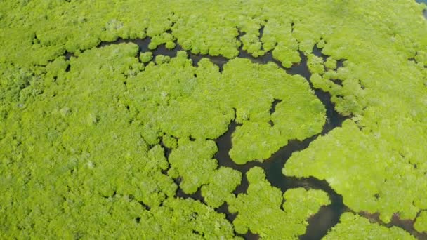 Luftaufnahme von Mangrovenwald und Fluss. — Stockvideo