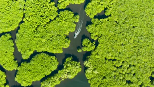 Luftaufnahme von Mangrovenwald und Fluss. — Stockvideo