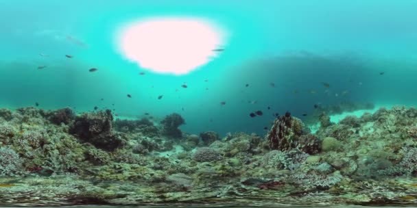 Korallzátony és trópusi halak 360VR. Panglao, Fülöp-szigetek — Stock videók