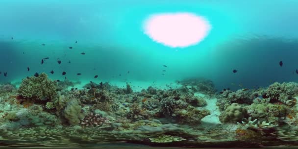 360VR水中のサンゴ礁と熱帯魚。フィリピンのパングラオ — ストック動画