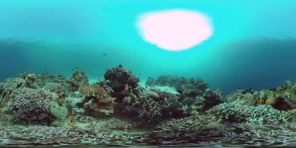 Коралловый риф и тропическая рыба 360 VR. Панглао, Филиппины — стоковое видео