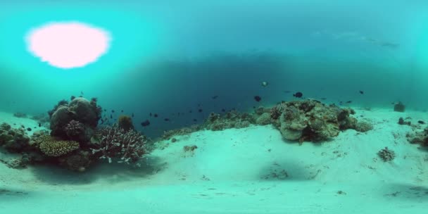Korallzátony és trópusi halak víz alatt 360VR. Panglao, Fülöp-szigetek — Stock videók