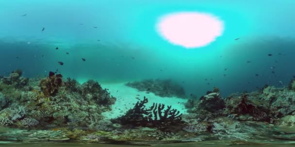 Korallenriff und tropische Fische unter Wasser 360VR. Panglao, Philippinen — Stockvideo