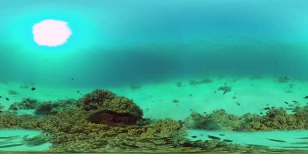 산호초의 수중 세계 360VR. — 비디오