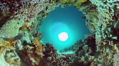 Mercan kayalıkları ve tropikal balıklar. Panglao, Filipinler.